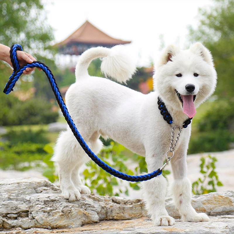 あなたの犬の爪の手入れをするためのヒント