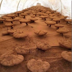 天然リンジー高抽出霊芝胞子ヘルスケアサプリメント