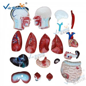 医学の解剖学の人体モデル85CM男性の胴体モデル19の部品