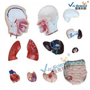 42cmの男性の胴体モデル13は医学の教授モデルを分けます