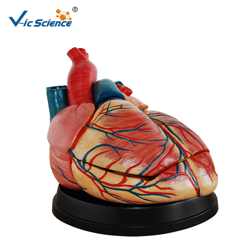 プラスチックモデルの新しいスタイル等身大の心臓モデル解剖学モデルの教育