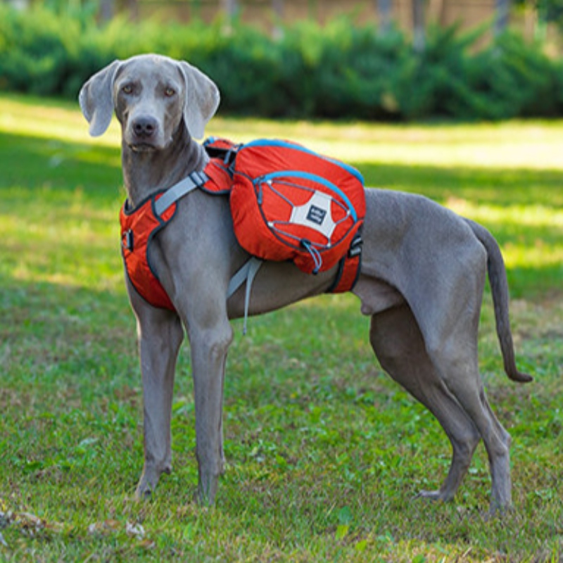 ハーネス暖かいペットコートベストウインドブレーカー冬の犬のジャケットと新しいデザインの反射犬の服