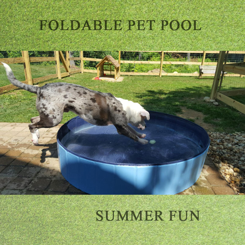 あなたのペットが夏の間ずっと泳ぐための最高の犬のプール