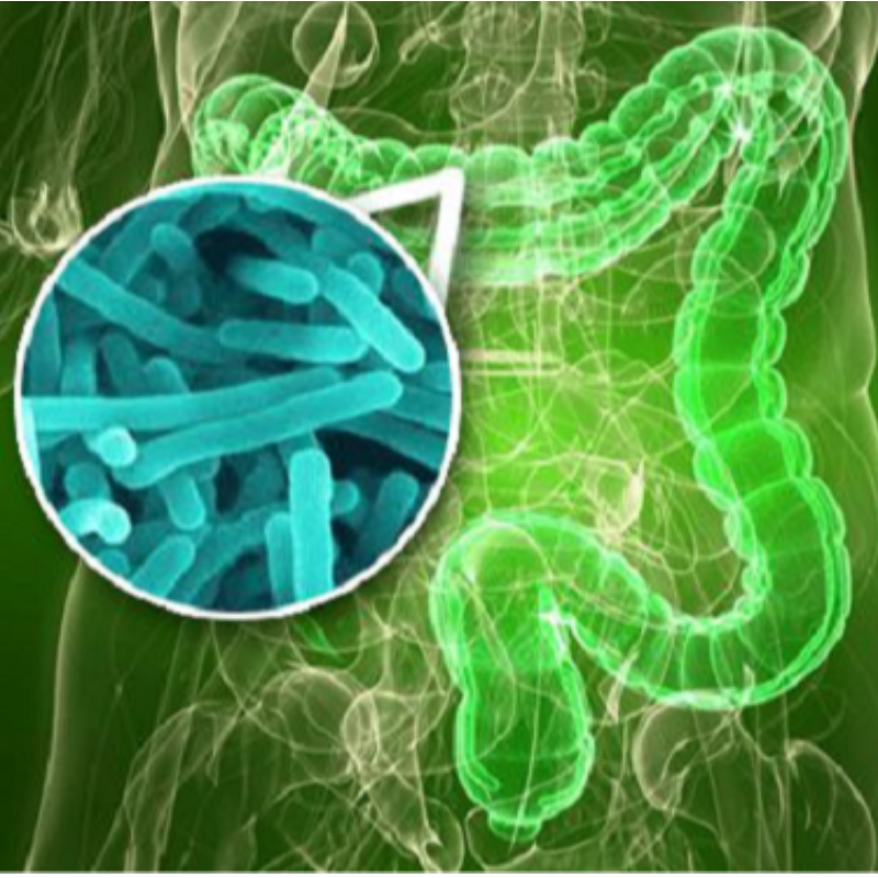 Yangzhou University：NMNは睡眠によって引き起こされる腸内植物の不均衡を改善します