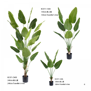トラベラーズツリー